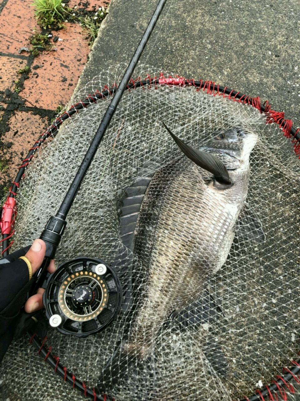 40センチオーバーのクロダイをガンガン釣るブログ クロダイ落とし込み釣り