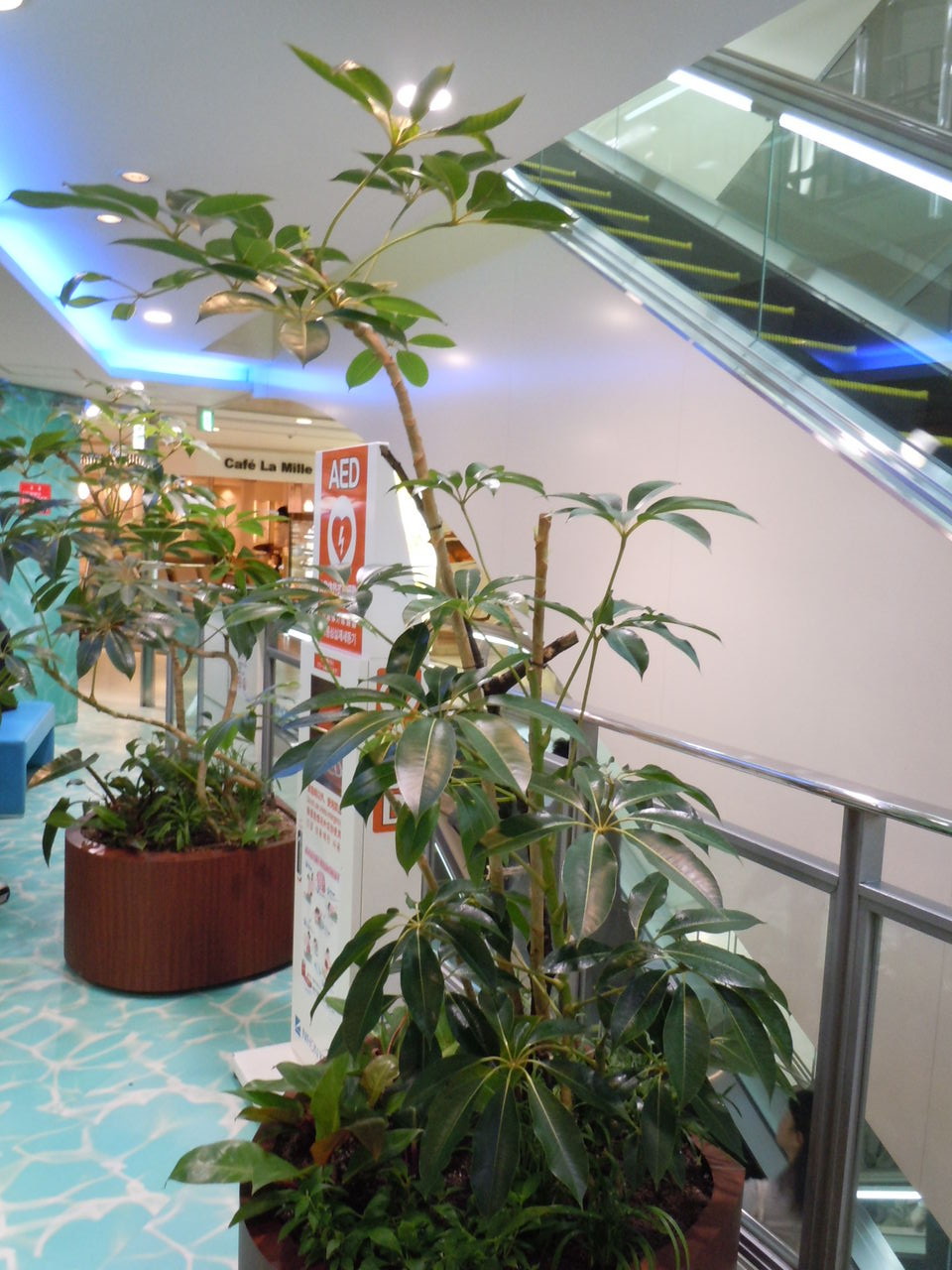 ジャングルを育てよう 今週の新芽 Livedoor Blog ブログ ジャングルを育てよう 今週の新芽 Livedoor Blog ブログ