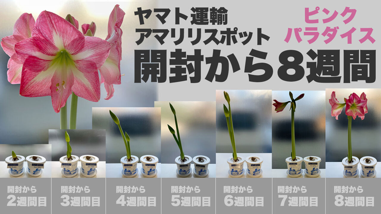 開封後8週間目 どんどん咲いてくるヤマト運輸のアマリリス ピンクパラダイス すこやか茶屋スタッフブログ