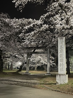 大宮公園の桜