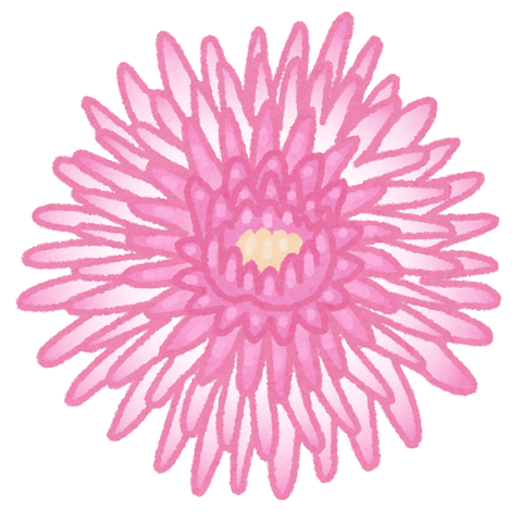 食用菊