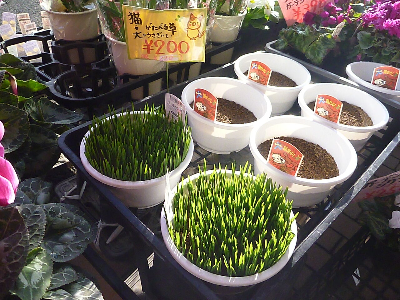 ホームセンター コメリで 検査官パパイヤ押田のぜ んぶcheckしちゃうぞ