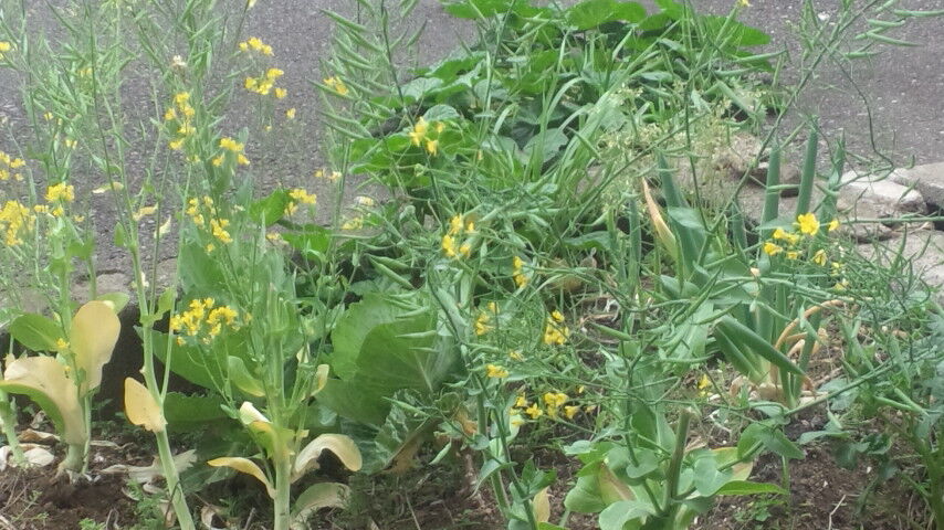 葉っぱ出た かぶトレード３４５日目 Jdm Optionブログ ボンバーやまもとの舌叫爆撃機