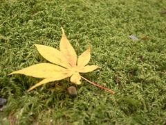 京都便利屋が撮影した竜安寺の紅葉2