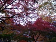 京都便利屋が撮影した南禅寺の紅葉2