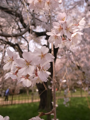 R0012085sakura