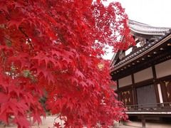 京都便利屋が撮影した仁和寺の紅葉3