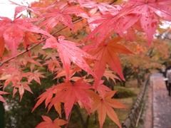 京都便利屋が撮影した大徳寺の紅葉