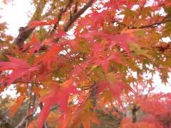 京都便利屋が撮影した仁和寺の紅葉2