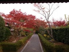 京都便利屋が撮影した妙心寺の紅葉2