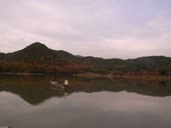 京都便利屋が撮影した広沢池の紅葉