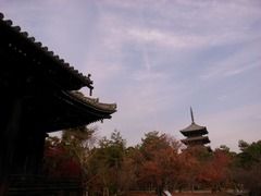 京都便利屋が撮影した仁和寺の紅葉