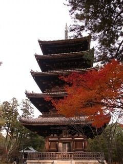 京都便利屋が撮影した仁和寺の紅葉1