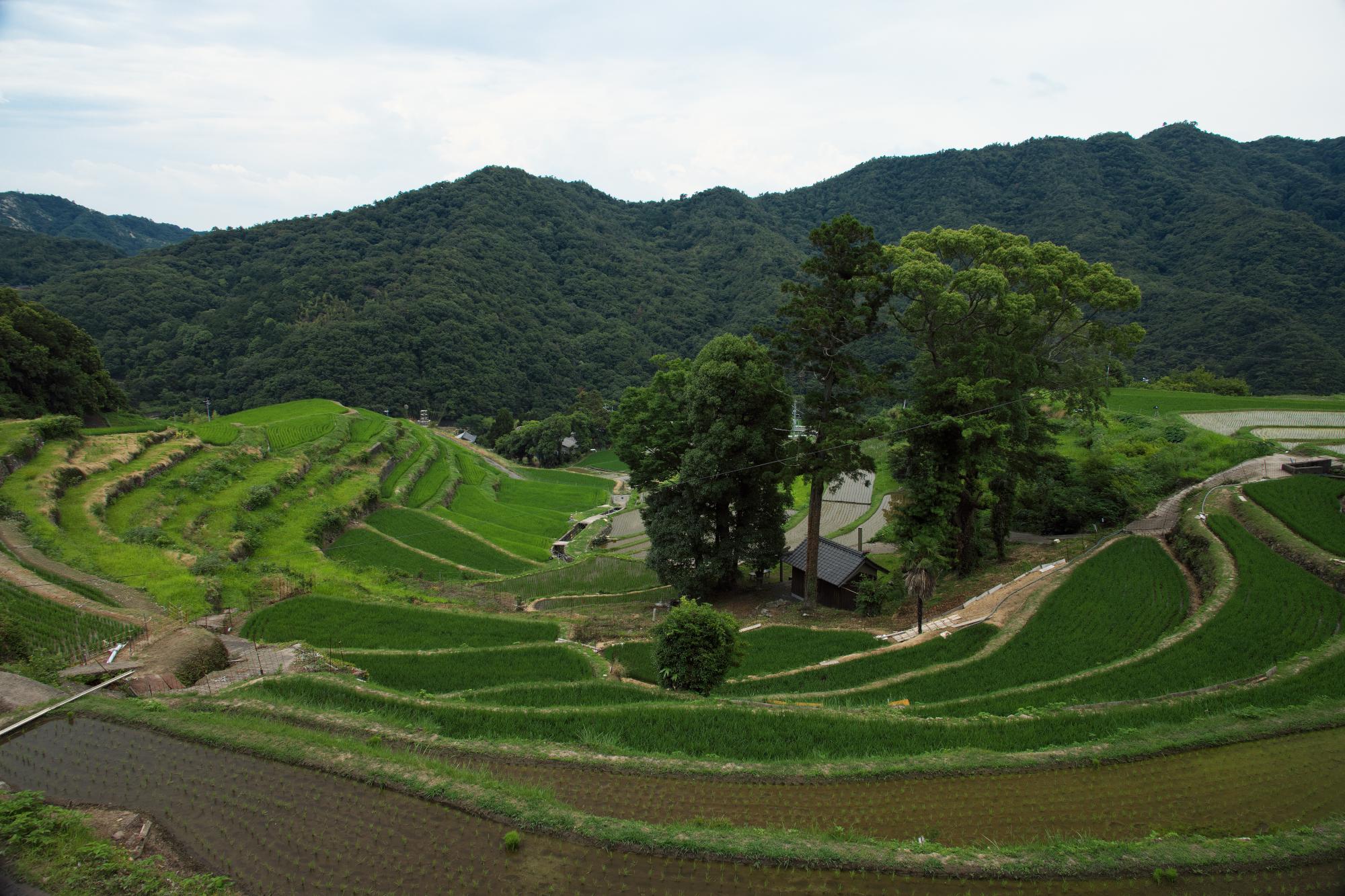 中山千枚田 Le Cahier De Je1ngi
