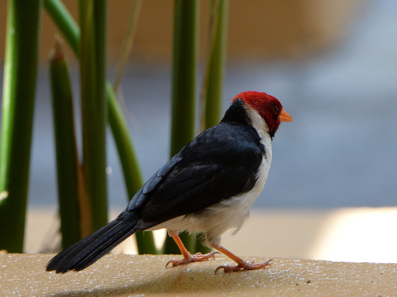 ハワイの野鳥との出会い – 崎津鮠太郎