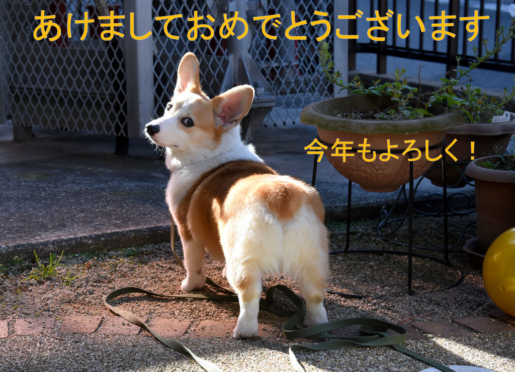 あけましておめでとうございます Je4cerのアマチュア無線と趣味ブログ