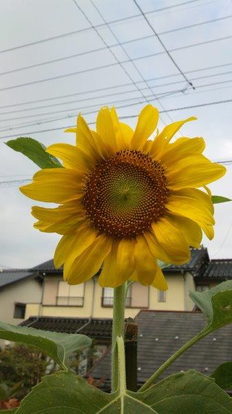 イメージ 1