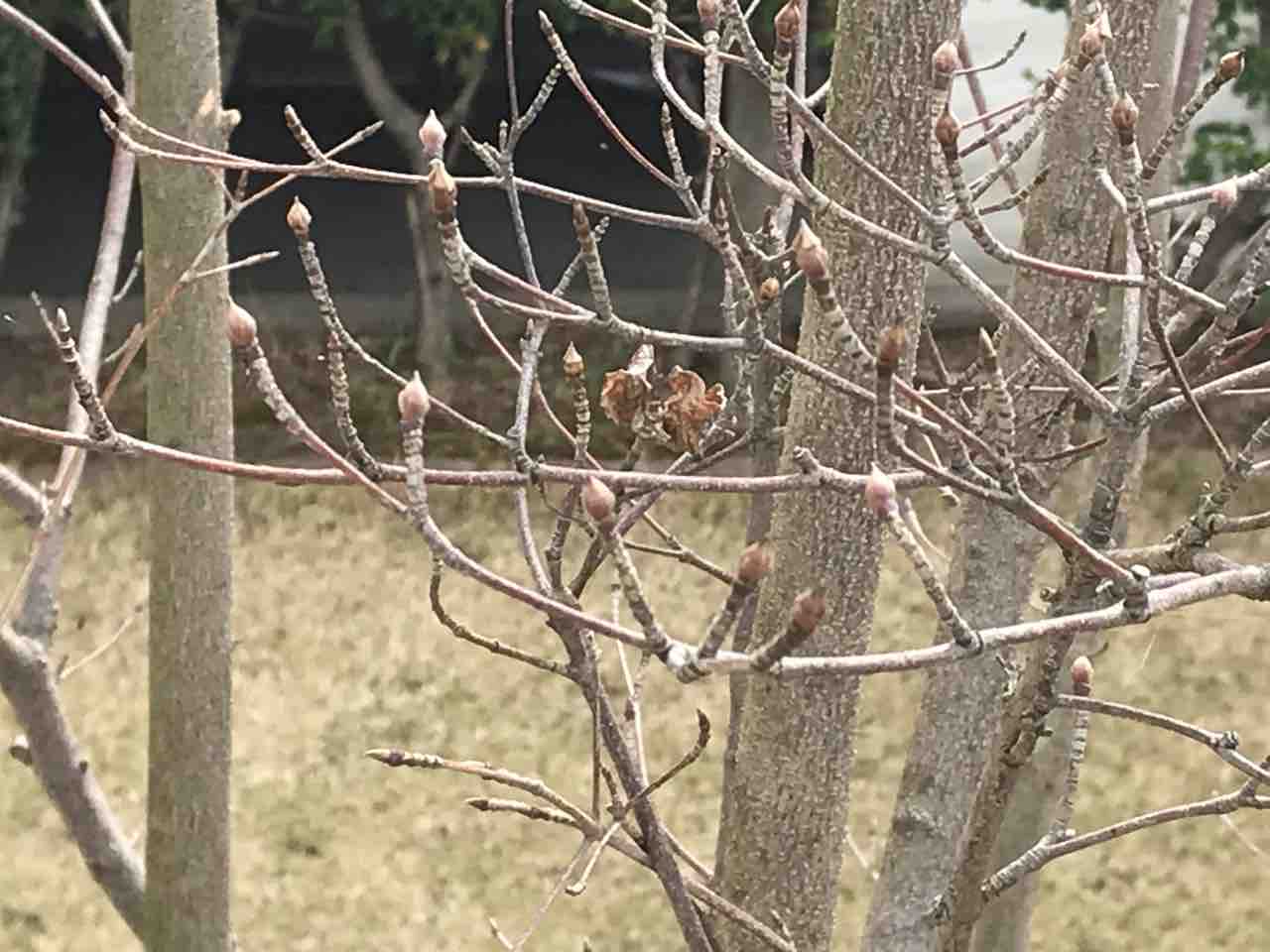ヤマボウシ 俺の庭 ヤマボウシ 俺の庭