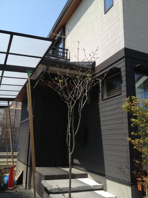 芽吹くアオダモ しょぼりんはうす建築記 芽吹くアオダモ しょぼりんはうす建築記