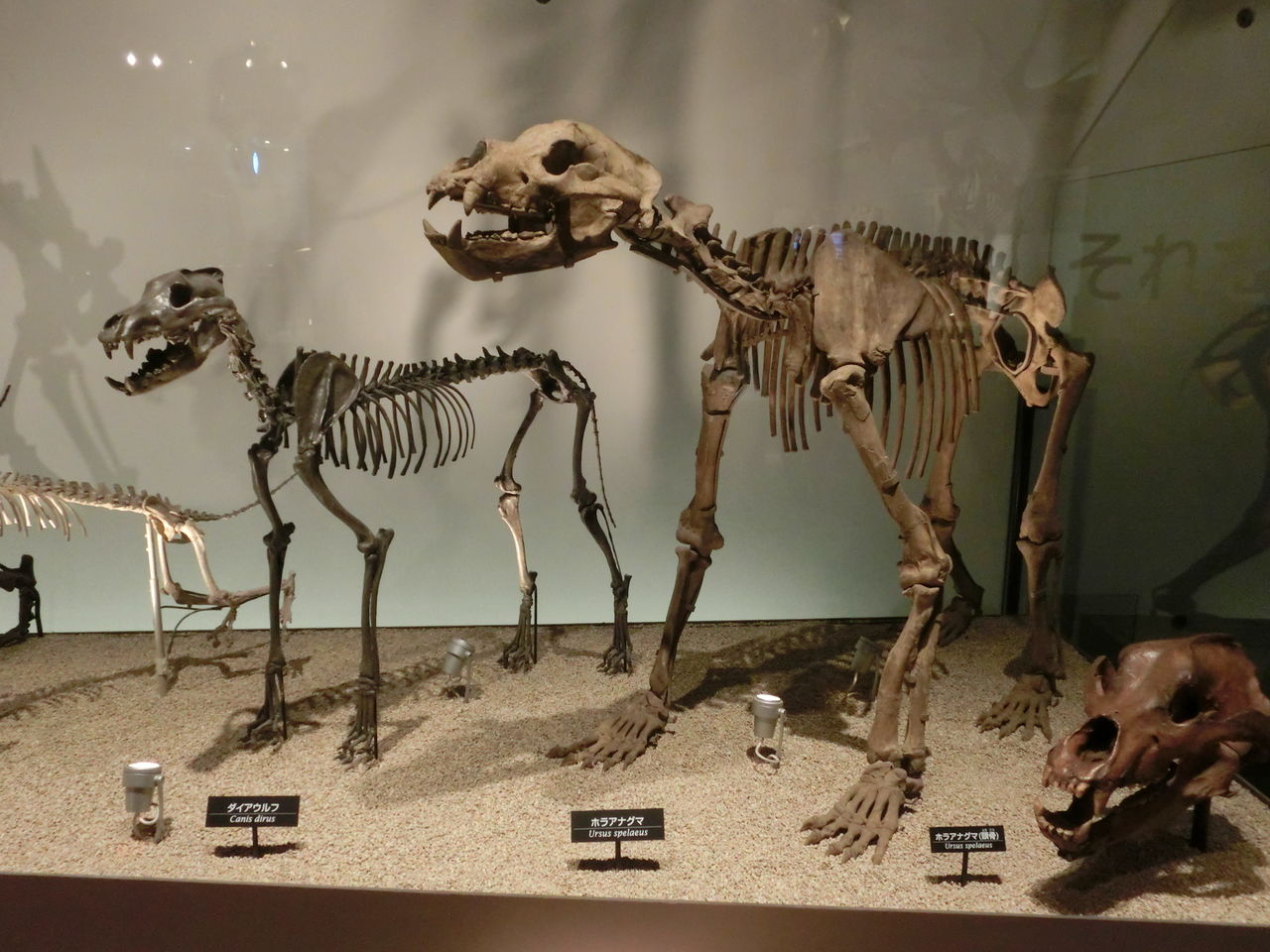 サーベルタイガー スミロドン 頭骨 レプリカ 博物館級