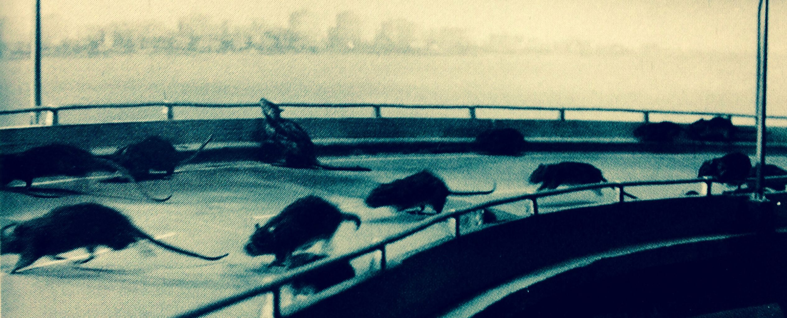 今日はガメラの誕生日 海豹屋 Kのblog