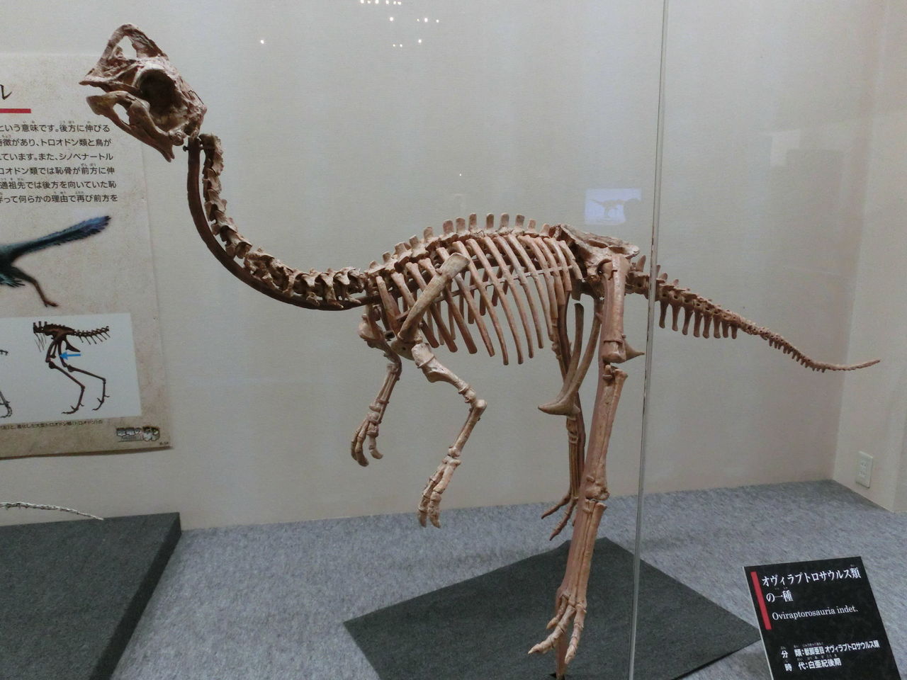 特別展「恐竜の卵 ～恐竜誕生に秘められた謎～」に行ってきた!! 其の参