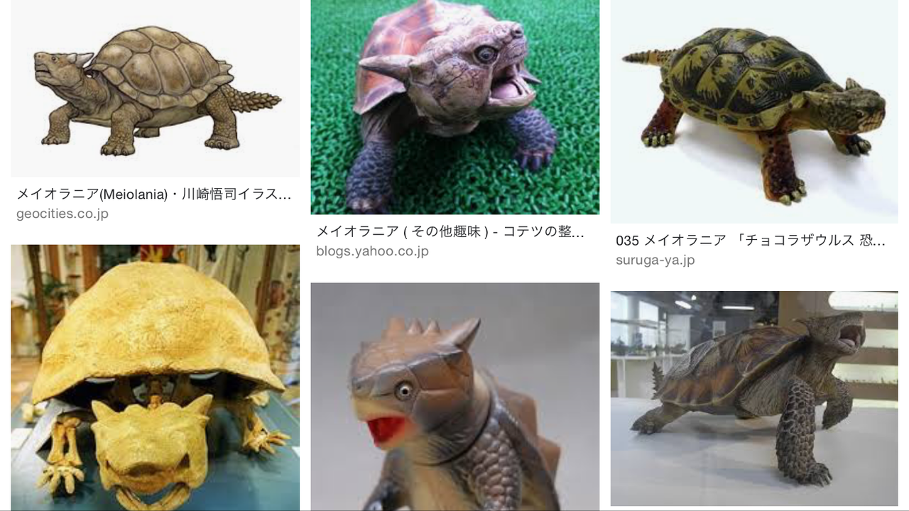 カメにもいろいろ 海豹屋 Kのblog カメにもいろいろ 海豹屋 Kのblog