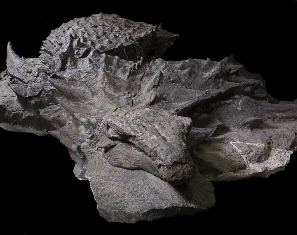 過去最高の恐竜化石発見さる 海豹屋 Kのblog 過去最高の恐竜化石発見さる 海豹屋 Kのblog