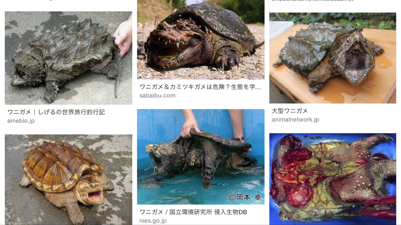 カメにもいろいろ 海豹屋 Kのblog カメにもいろいろ 海豹屋 Kのblog