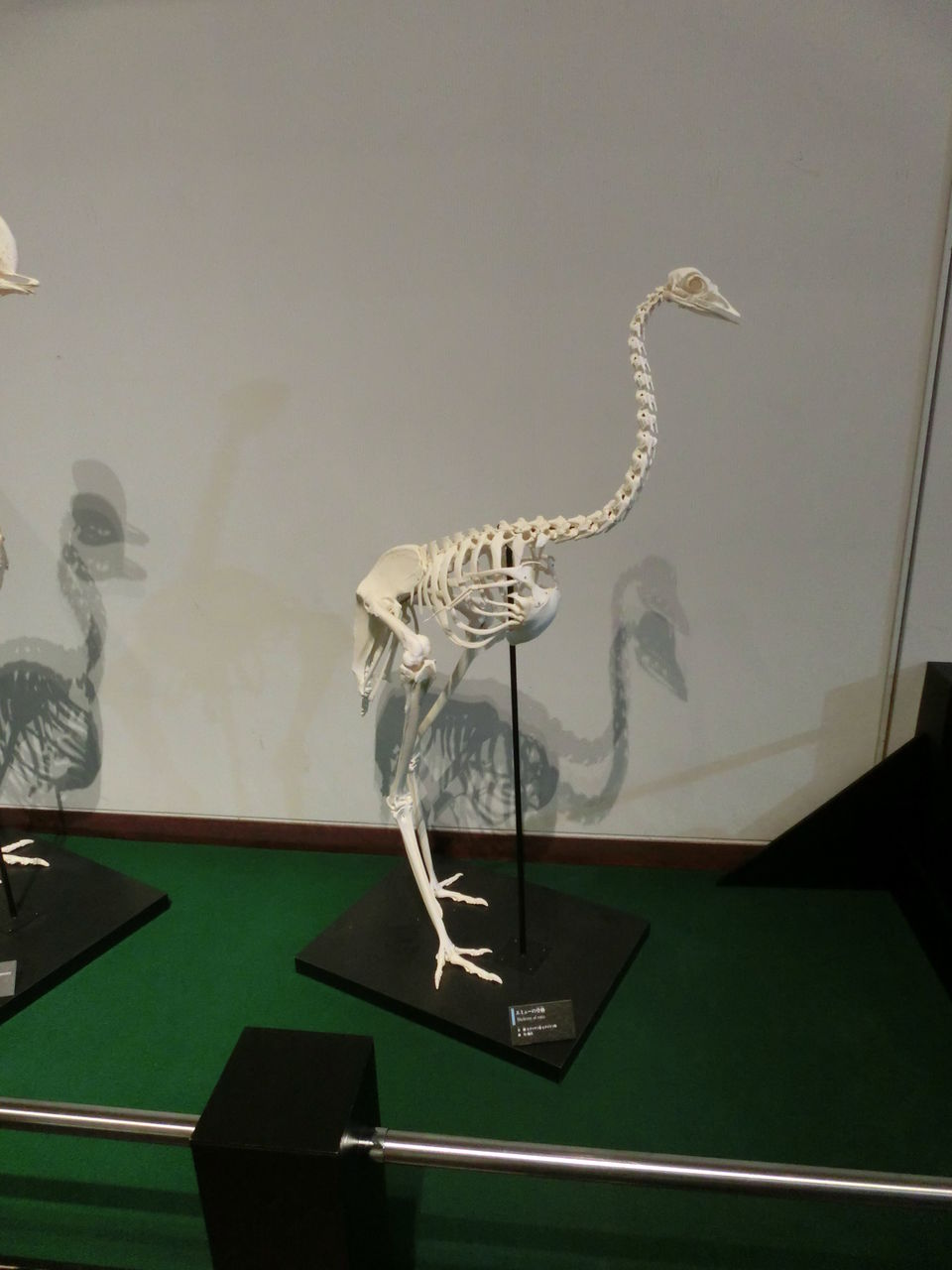 本物 貴重 恐竜ハドロサウルスの卵化石 絶品美肌の美品卵 極上カバー率