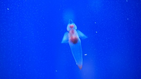 教育費 エンジェル