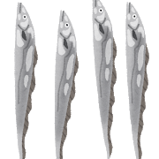 太刀魚・タチウオのイラスト