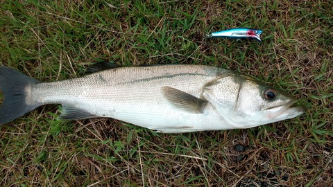 IMG_20190612_085938 (1)