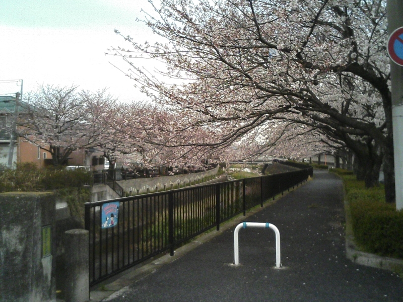 紫川河畔公園辺りの桜がやっと満開 北九州市小倉南区徳力新町 写真日記じゃ