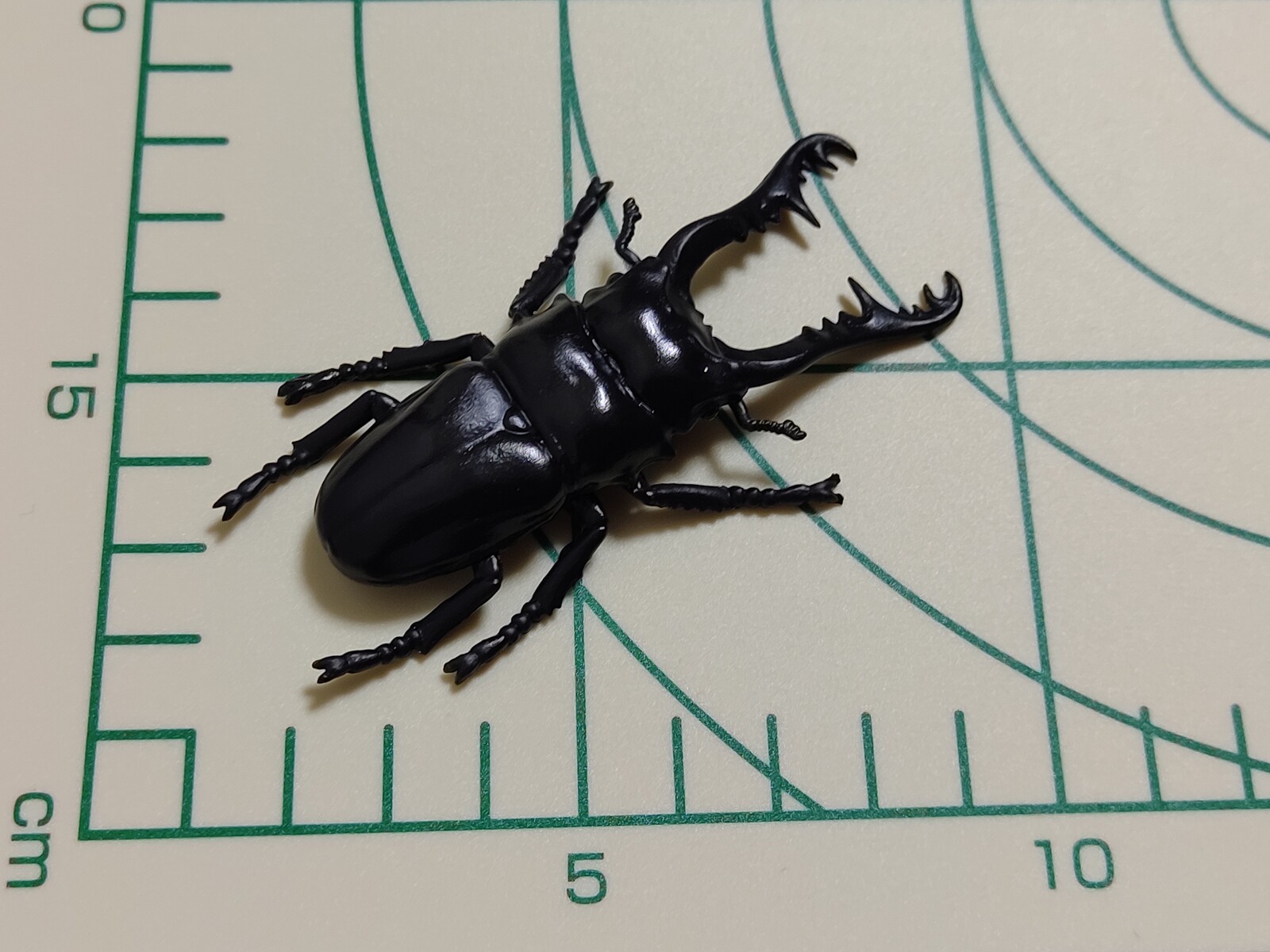 甲虫採集標本 Wood エール 半角スペース三つ分