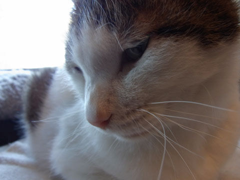 01_cat09