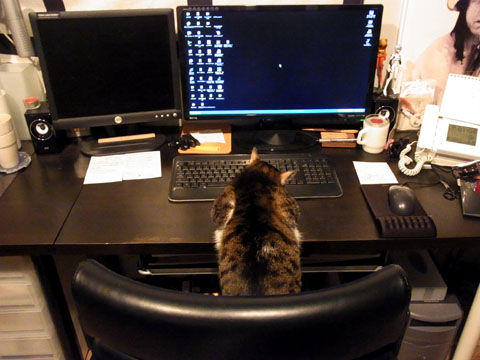 01_cat05