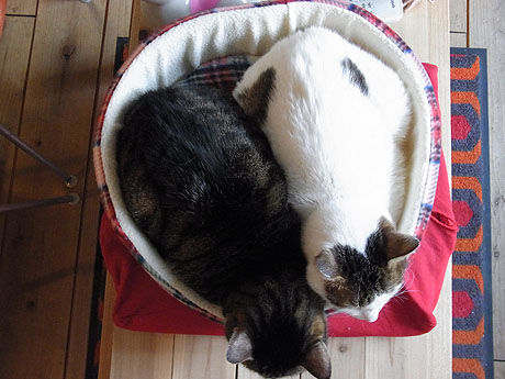 01_cat11
