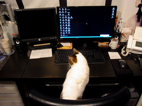 01_cat06