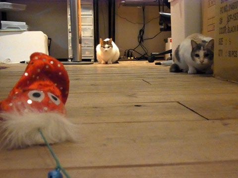 01_cat01