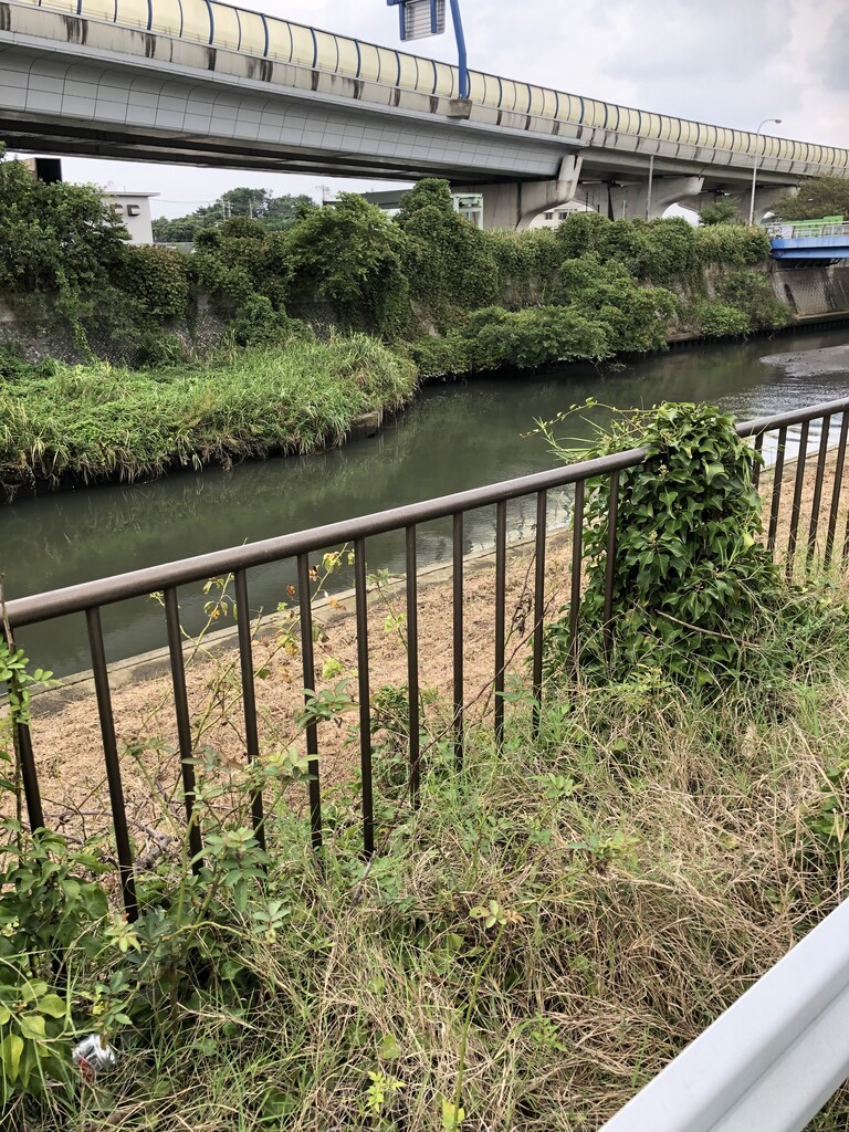 小出川調査 Old Style 小出川調査 Old Style