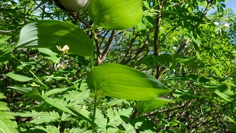 P6300035