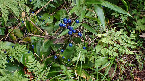 P8180261