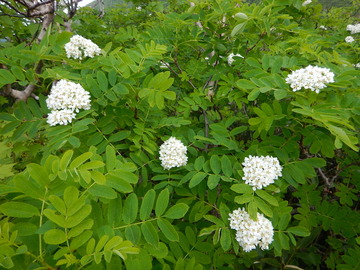 DSCN5024