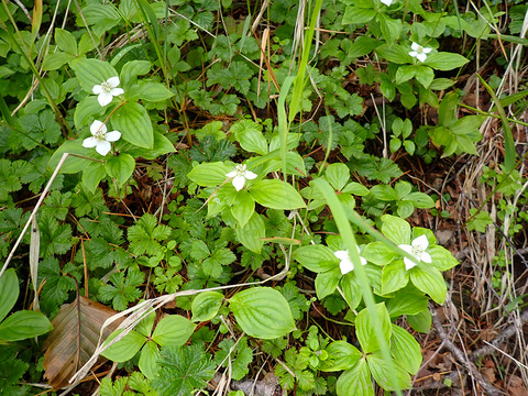 P7130019