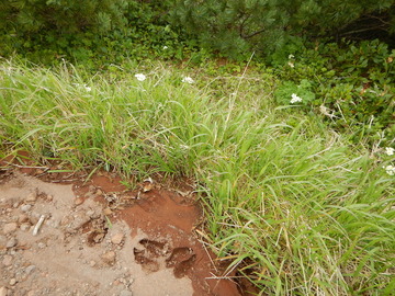 DSCN5081