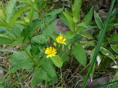 P7060006