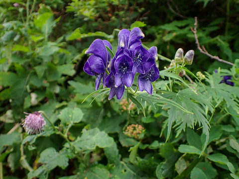 P8030084