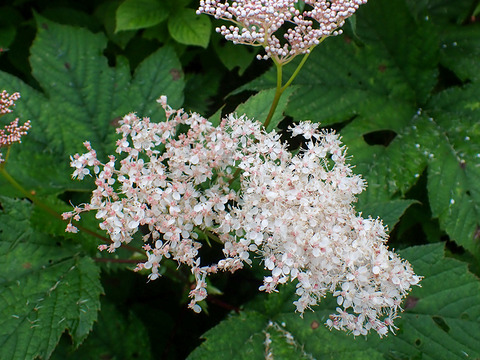 P8030065