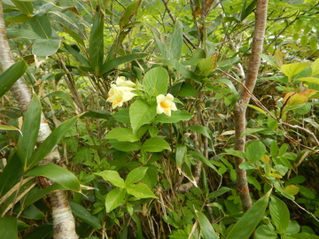 DSCN5015